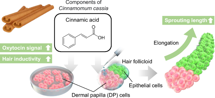 Cinnamic acid promotes elongation of hair peg-like sprouting in hair follicle organoids via oxytocin receptor activation